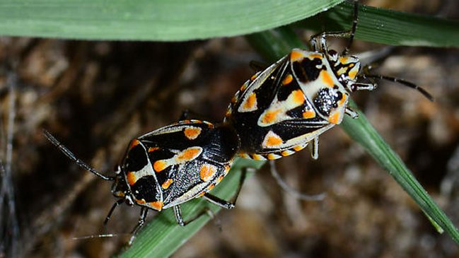 Especie de chinche inédita en Sudamérica apareció en Quilicura