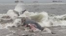 Ballena del tipo Minke varó en playa de Arica