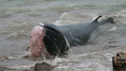   Ariqueños ayudan a ballena que varó esta madrugada 
