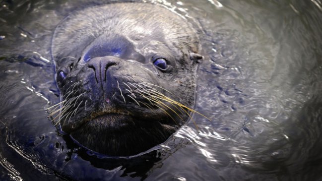 Lobo marino atacó a buzo mariscador en Coquimbo