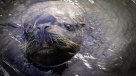 Lobo marino atacó a buzo mariscador en Coquimbo
