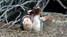 Pingüino protagonizó brutal pelea tras descubrir infidelidad de su pareja