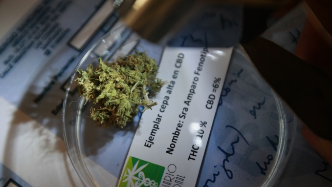 Dinamarca autorizará el uso del cannabis medicinal de forma experimental