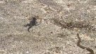 Decenas de serpientes vs. una iguana, el impresionante registro de Planet Earth 2