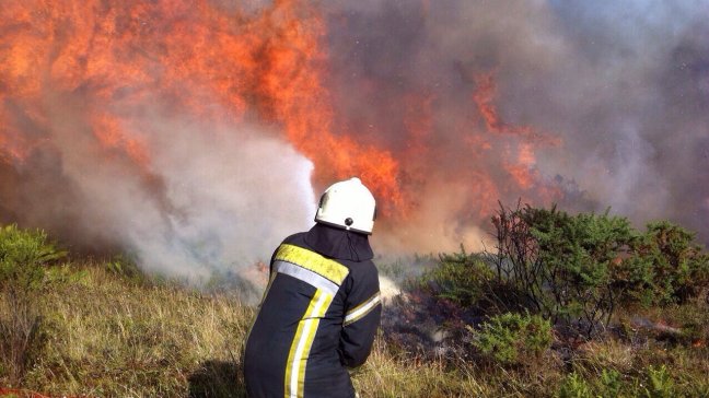 Conaf: Hectáreas quemadas por incendios forestales han aumentado un 48%