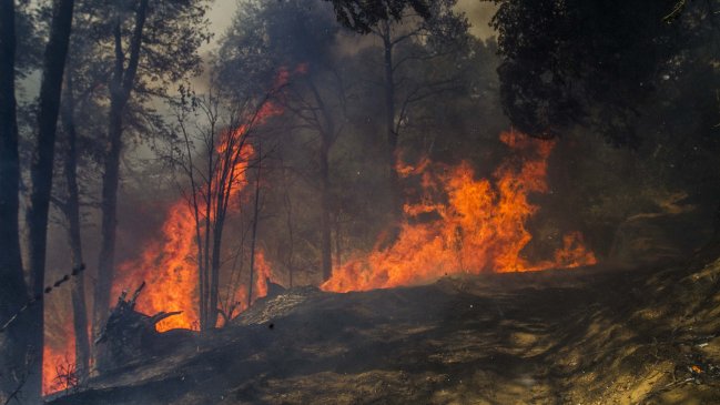 Peñaflor, Tiltil y Pirque en alerta roja por incendios forestales
