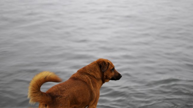 Investigan presunto envenenamiento de perros en el Cerro Manquehue