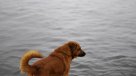 Investigan presunto envenenamiento de perros en el Cerro Manquehue