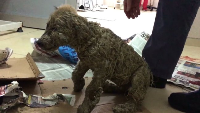 ONG mostró la increíble recuperación de un cachorro que fue sumergido en pegamento
