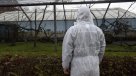 Corea del Sur suma dos nuevos casos de gripe aviar y sacrifica miles de patos