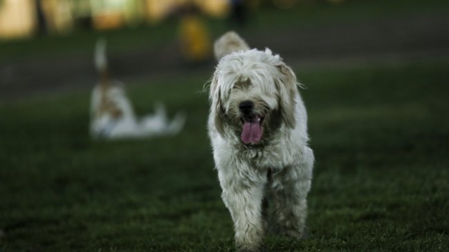Concejales brasileños aprueban ley para que mascotas sean sepultadas en cementerios