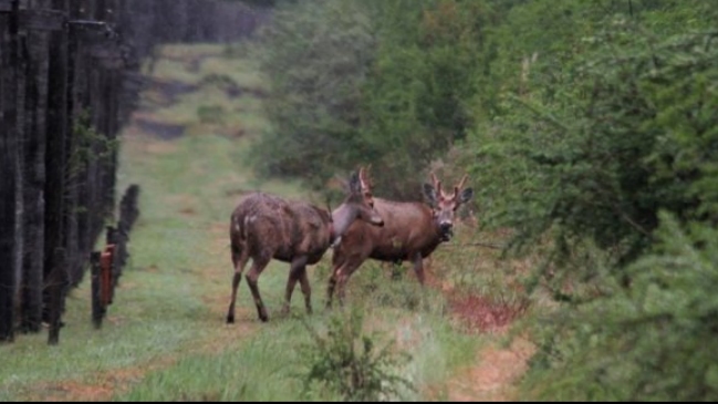 Cinco huemules fueron reintroducidos a su ambiente natural en reserva Huilo-Huilo