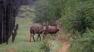 Cinco huemules fueron reintroducidos a su ambiente natural en reserva Huilo-Huilo