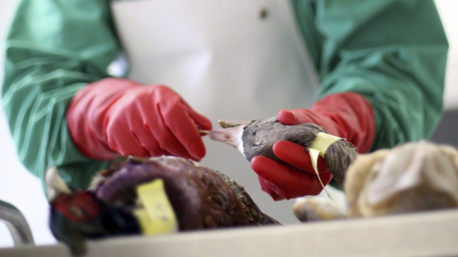 Japón: Sacrifican 320 mil aves tras detectar nuevos casos de gripe aviar