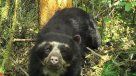 Captan por primera vez al oso de anteojos en reserva de la Amazonía peruana