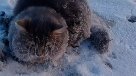 El rescate de un gato congelado y atrapado en el hielo