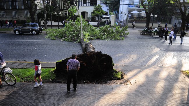 Hongos y sistema de riego pueden haber causado caída de árbol en Providencia