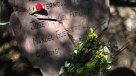 Caso degollados: Manuel Guerrero hijo está \