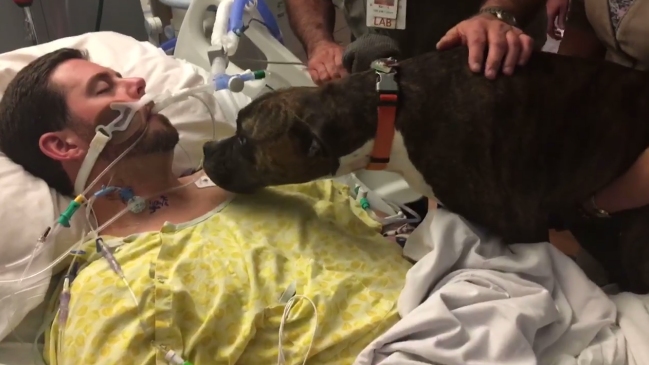 El emotivo video de Mollie, una perrita que pudo despedirse de su dueño desahuciado