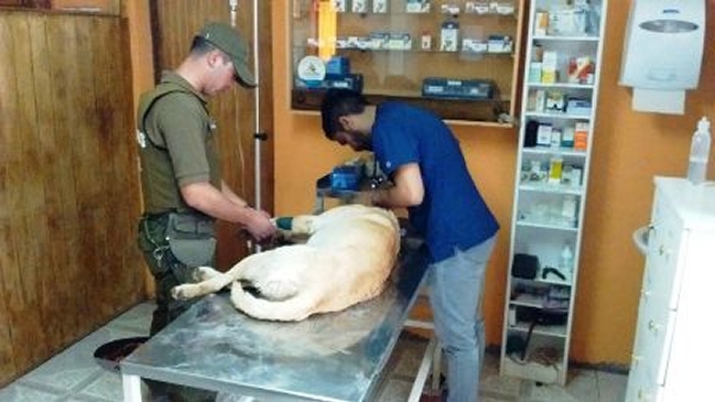 En riesgo vital está un perro que fue encerrado en el maletero de un auto