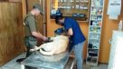 En riesgo vital está un perro que fue encerrado en el maletero de un auto