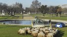Criadores de ovejas protestan con sus animales cerca del Museo del Louvre