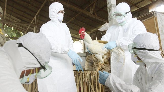 Corea del Sur elevó a 16 millones los sacrificios de aves por gripe aviar