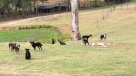 Perros protagonizaron increíble \