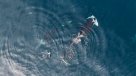 Captan a una manada de orcas devorando un tiburón