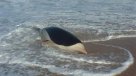 Dos mujeres salvaron a delfín varado en Algarrobo