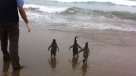 Final feliz: Tres pingüinos volvieron a su hábitat en Cachagua tras exitosa recuperación