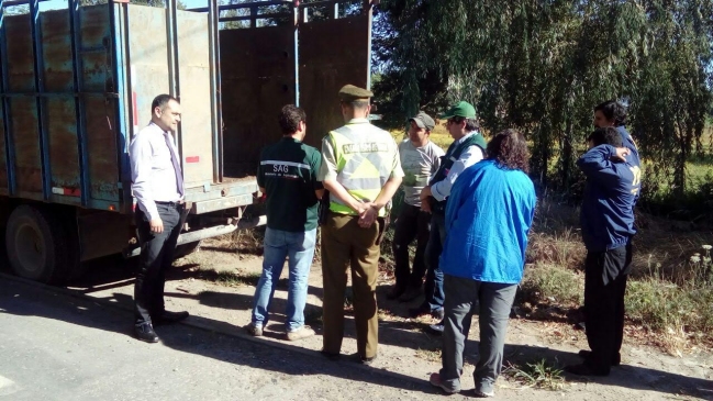 Autoridades iniciaron fiscalizaciones para evitar el abigeato en la Región del Maule