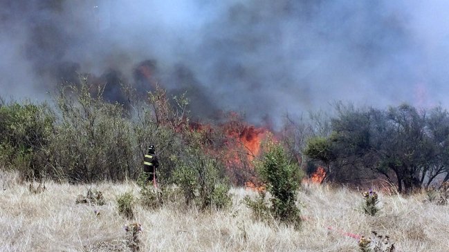Incendio forestal afecta a Quillota