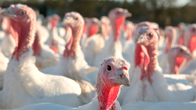 Detectan influenza aviar en planta de pavos de Sopraval en Quilpué