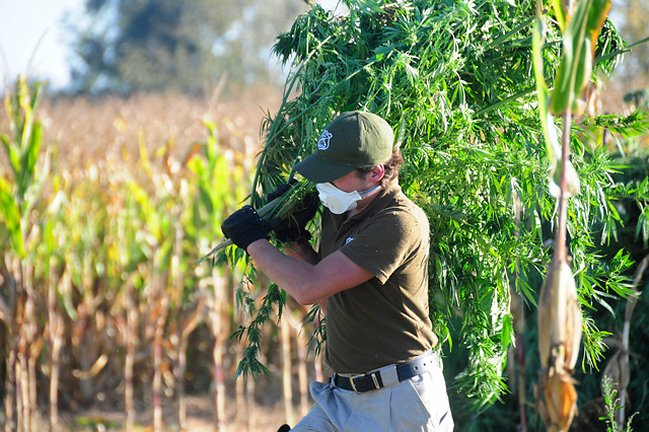 Carabineros decomisó millonario cultivo de marihuana en Quilpué
