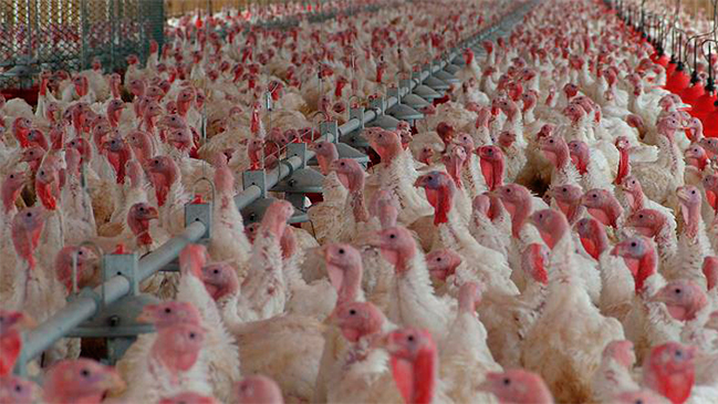  Uruguay suspendió importación avícola de Chile  