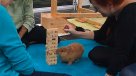 Este simpático conejo se luce jugando jenga