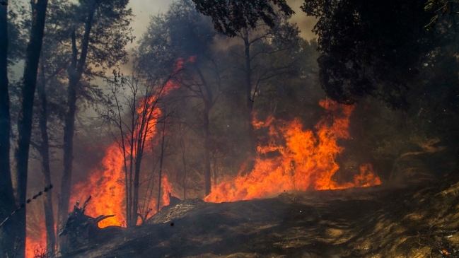 Conaf: 14 incendios forestales siguen activos y seis amenazan viviendas