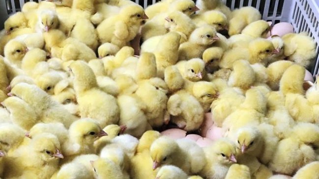Sacrificaron 80.000 pollos en Japón por brote de gripe aviar