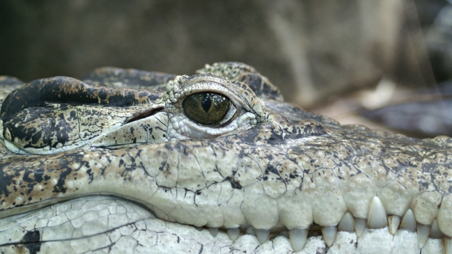 Un guía turístico murió atacado por cocodrilos en una reserva de Sudáfrica