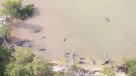 Al menos 81 orcas negras murieron tras varar en la costa sur de Florida