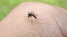 Brasil en alerta por propagación de fiebre amarilla tras casi 50 víctimas