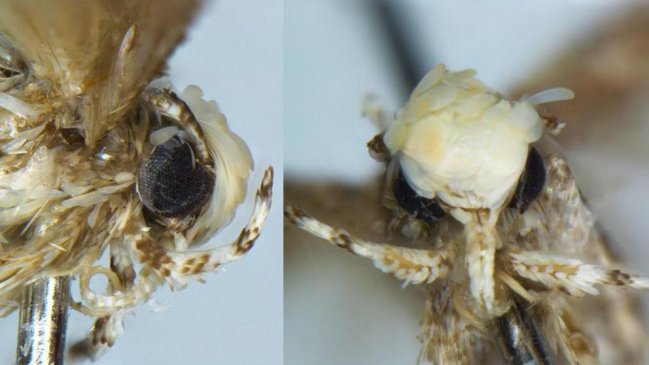 Biólogo descubre nueva especie: La 