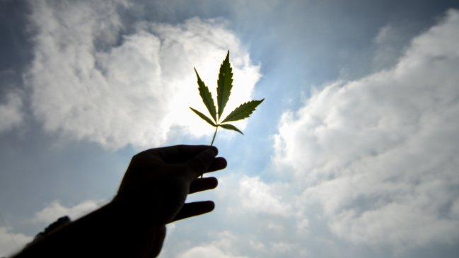 Aprueban uso medicinal de cannabis en Alemania para enfermos graves