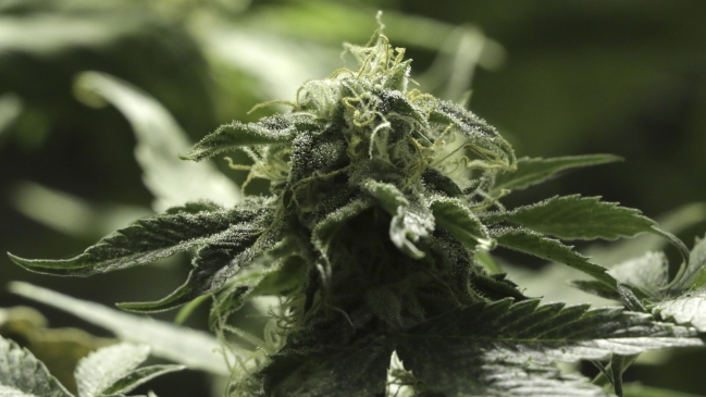 PDI incautó más de 11 mil plantas de cannabis en Los Vilos