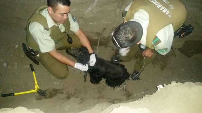 Rescatan a perros que fueron amarrados con alambres de púas y lanzados a una zanja