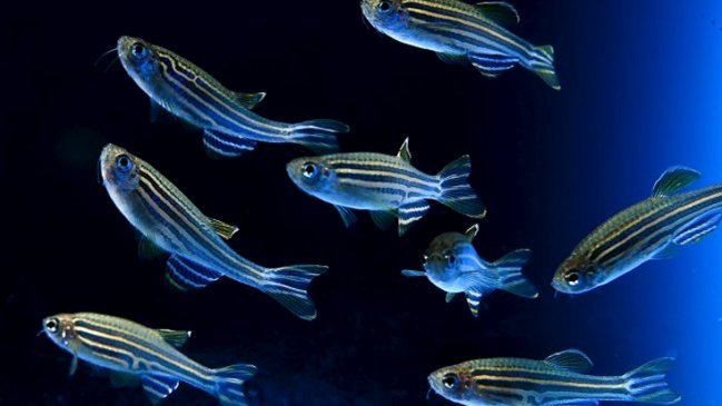 Descubren que altas temperaturas originan peces hembra con genes masculinos