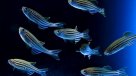 Descubren que altas temperaturas originan peces hembra con genes masculinos