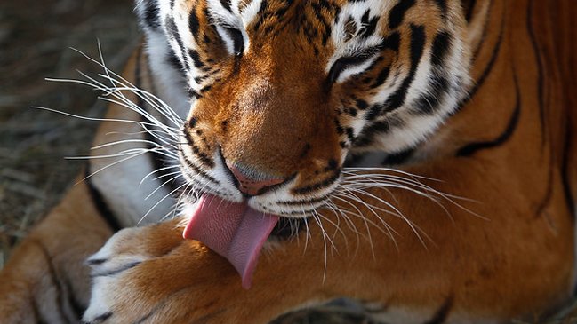 Tigre mató a turista en zoológico chino