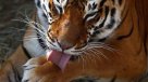Tigre mató a turista en zoológico chino